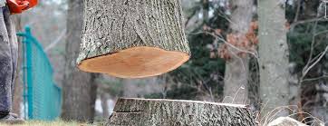 Best Emergency Tree Removal  in Bunnell, FL