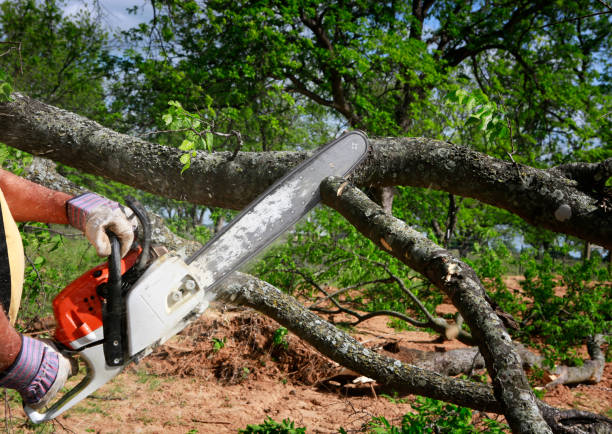 Best Tree Maintenance Programs  in Bunnell, FL